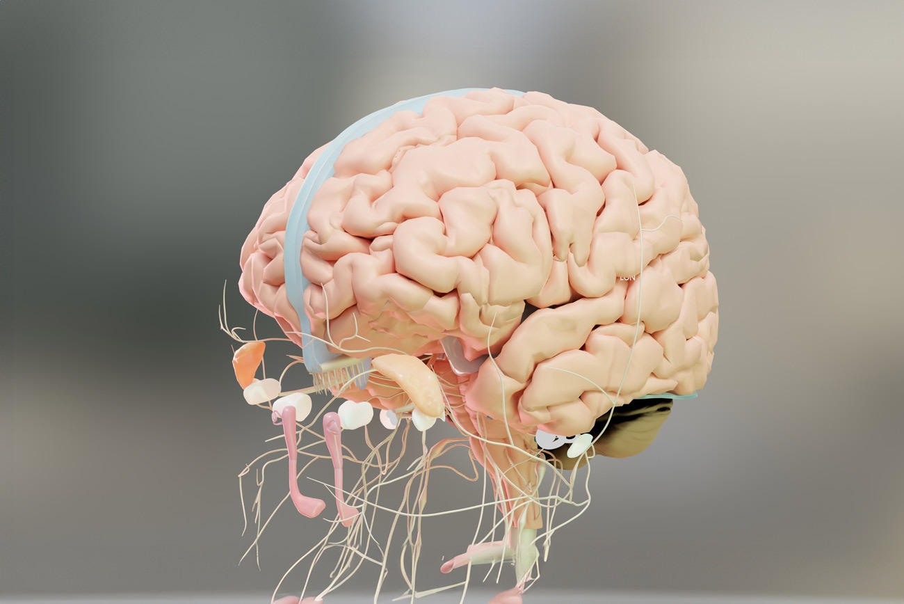 Understanding The Parasympathetic Nervous System